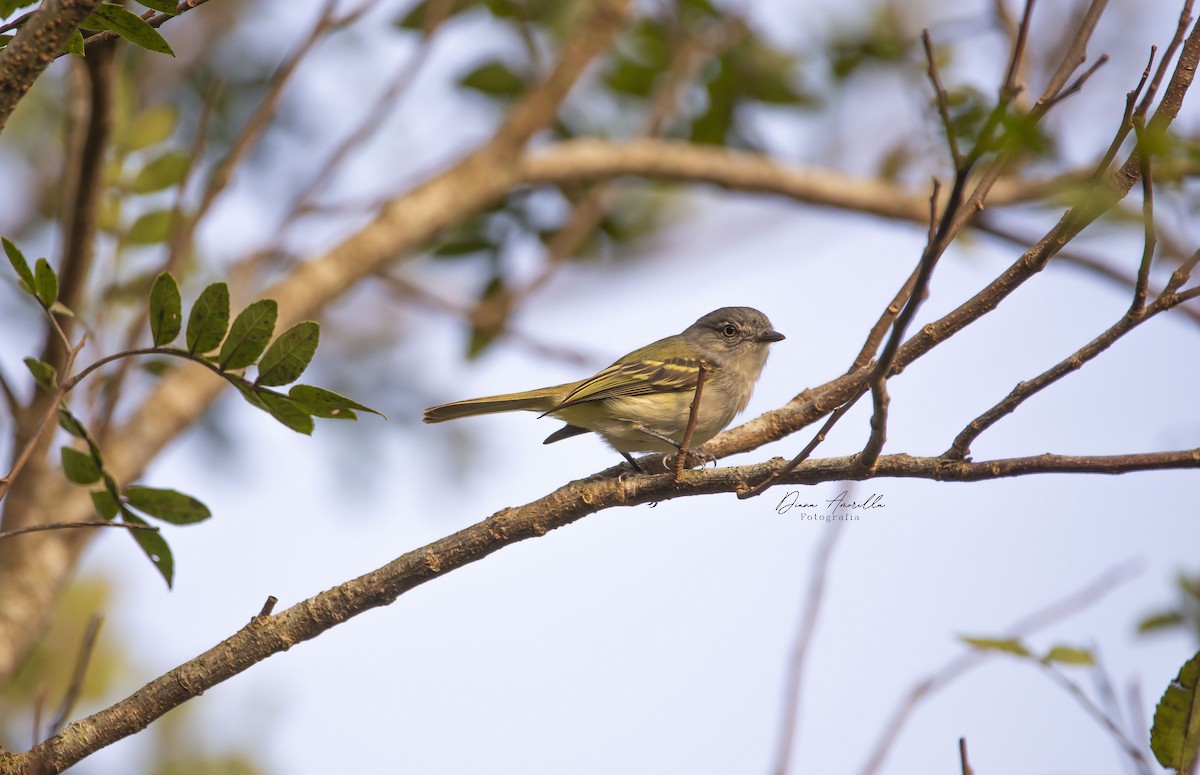 Gray-headed Elaenia - ML613467642