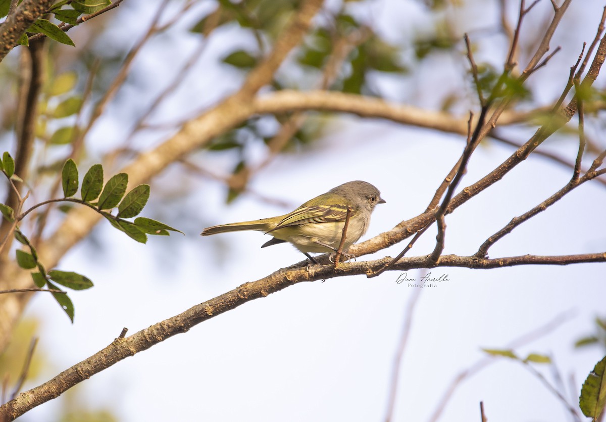 Gray-headed Elaenia - ML613467643