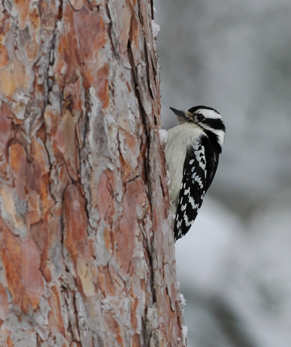 Downy Woodpecker - ML613467677