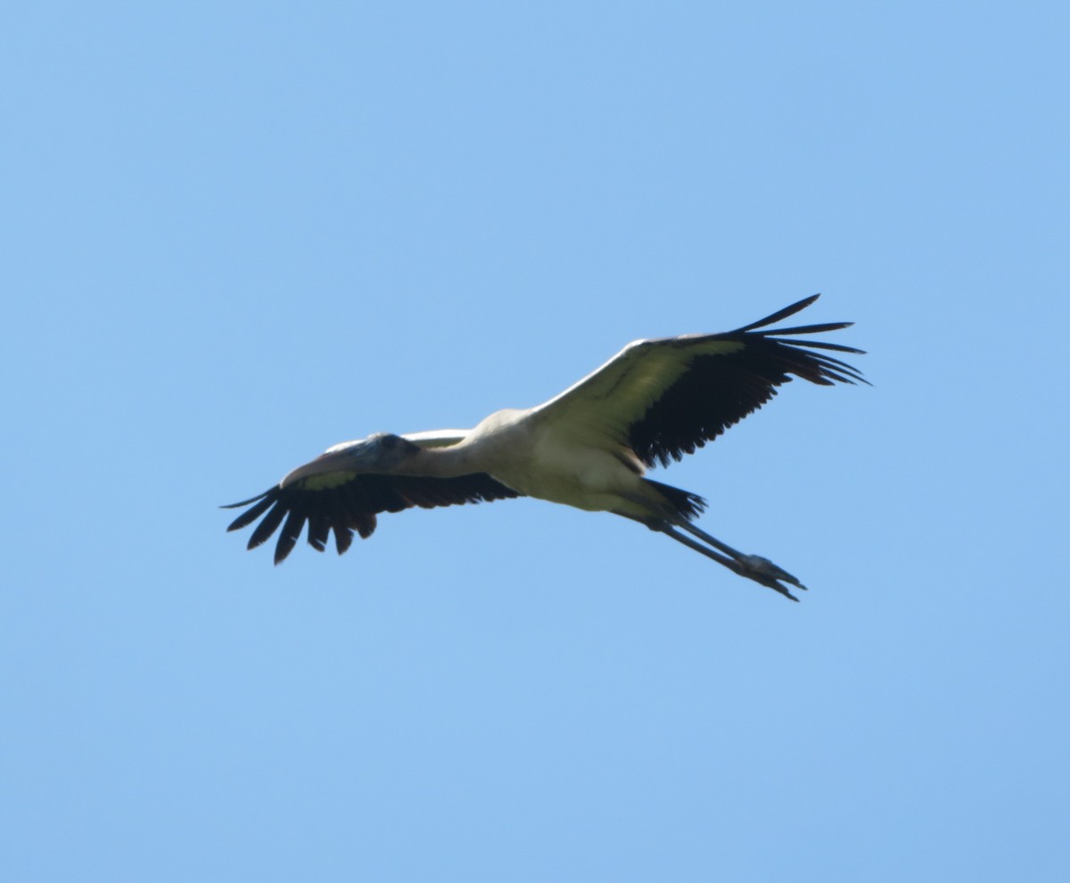 Wood Stork - ML613467680