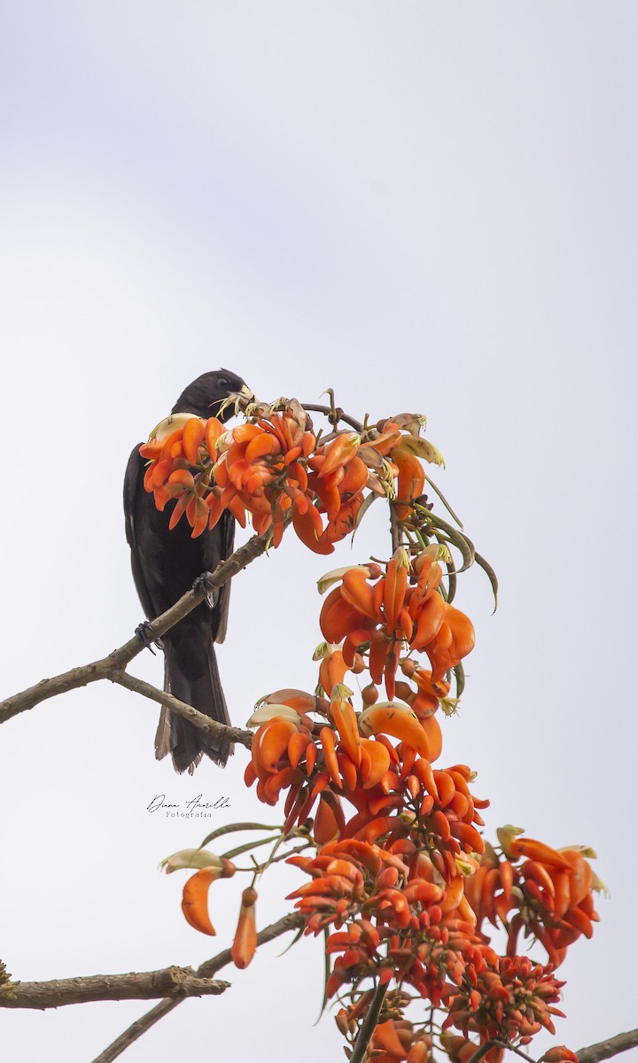 Golden-winged Cacique - ML613467697