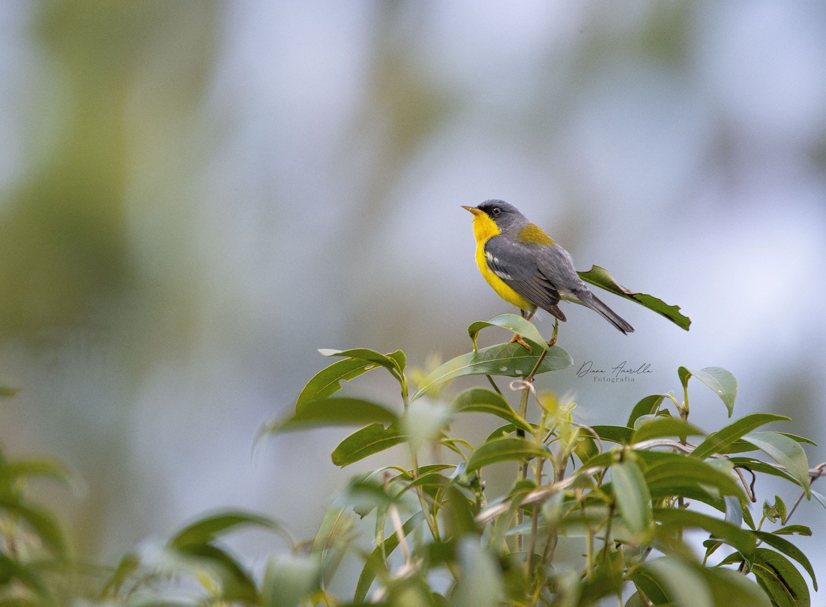 Tropical Parula - ML613467707