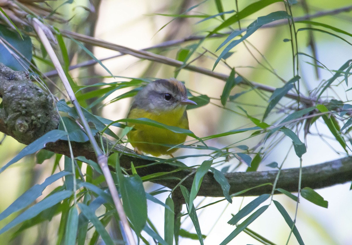 Goldhähnchen-Waldsänger - ML613467741