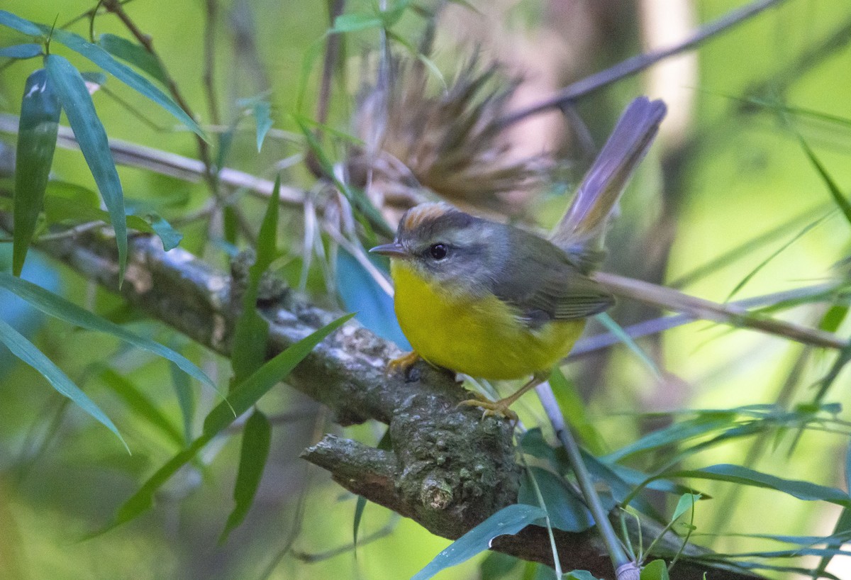 Goldhähnchen-Waldsänger - ML613467743