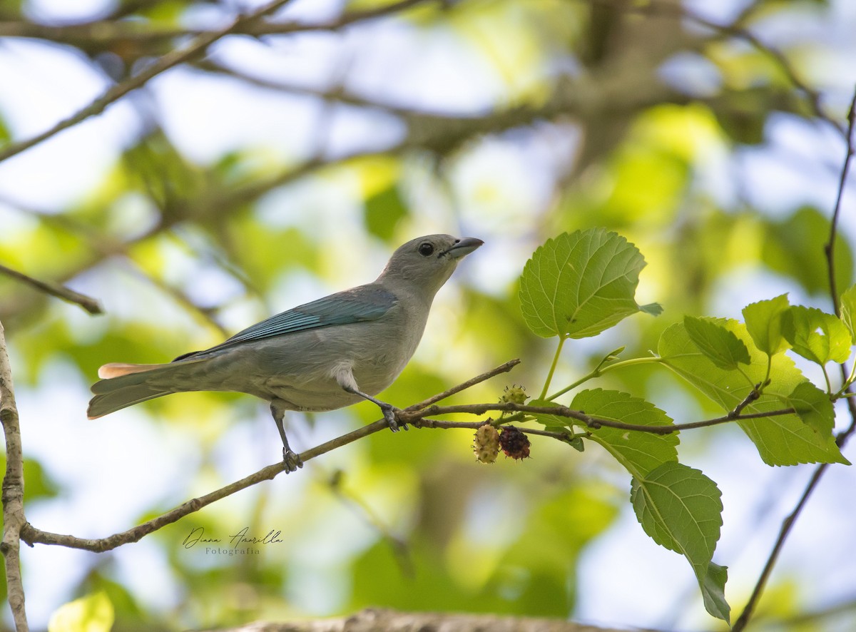 Sayaca Tanager - ML613467759