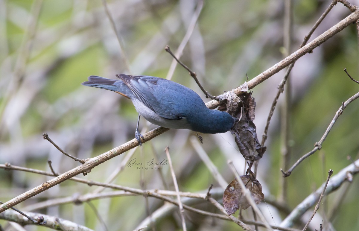 Chestnut-vented Conebill - ML613467785