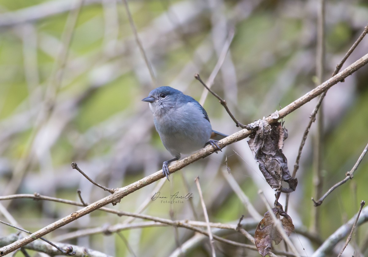 Chestnut-vented Conebill - ML613467786