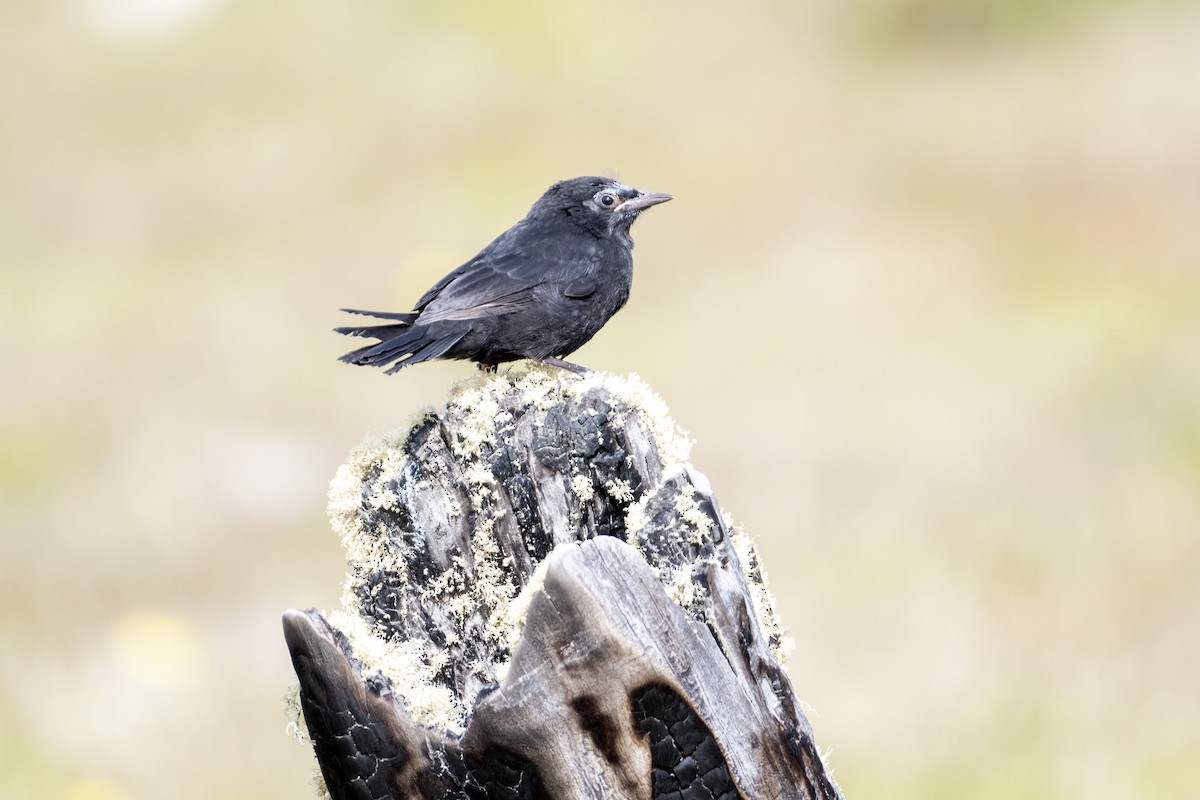 Austral Blackbird - ML613467848