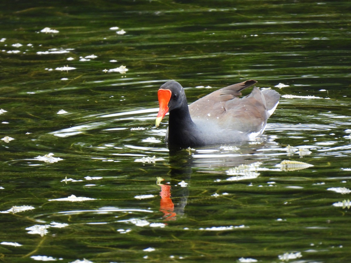 Common Gallinule - ML613467849