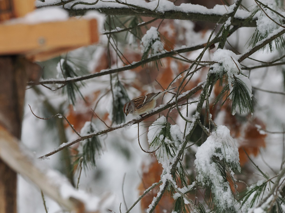 American Tree Sparrow - ML613467888