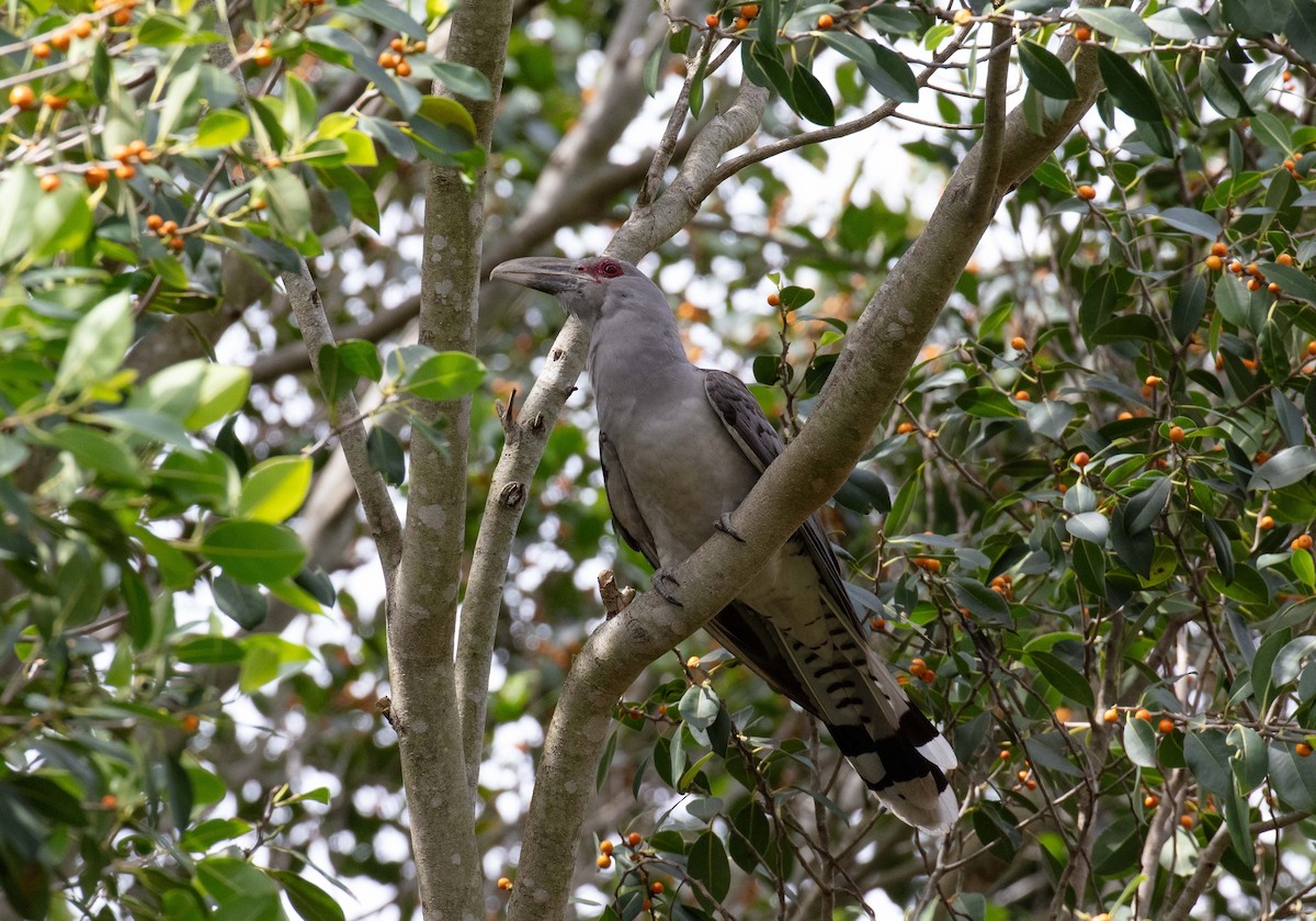 Channel-billed Cuckoo - ML613467896