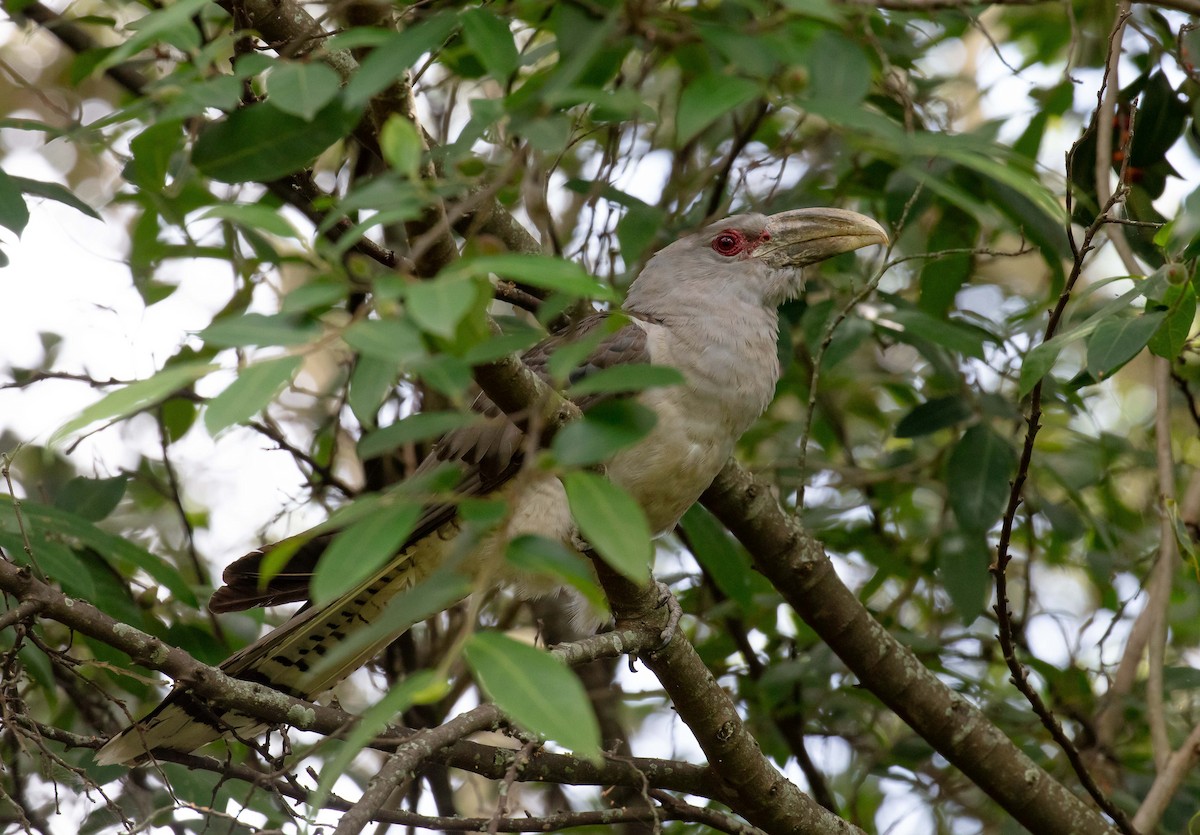 Channel-billed Cuckoo - ML613467897