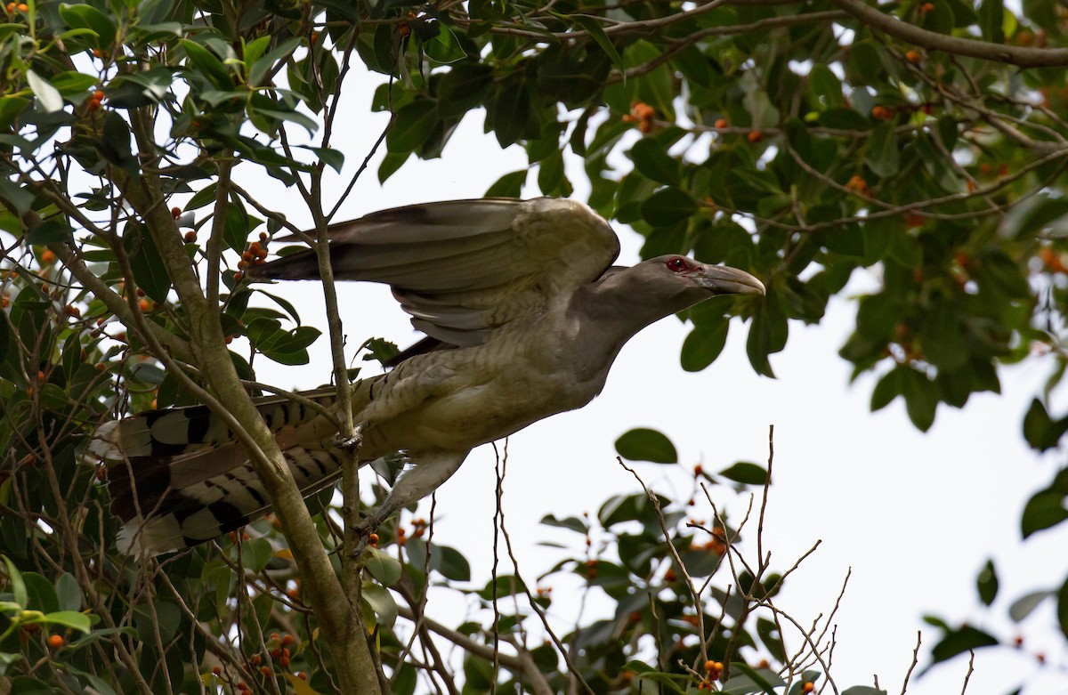 Channel-billed Cuckoo - ML613467901