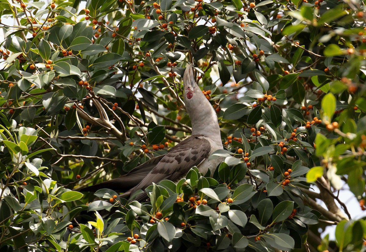 Channel-billed Cuckoo - ML613467902