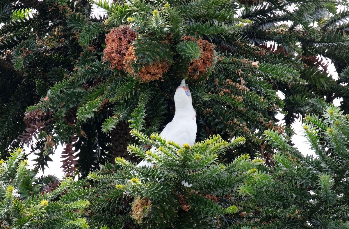 Long-billed Corella - ML613467908