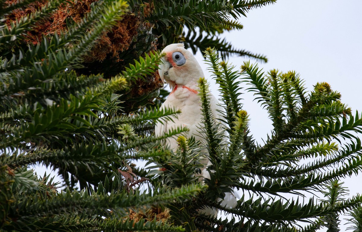 Long-billed Corella - ML613467909