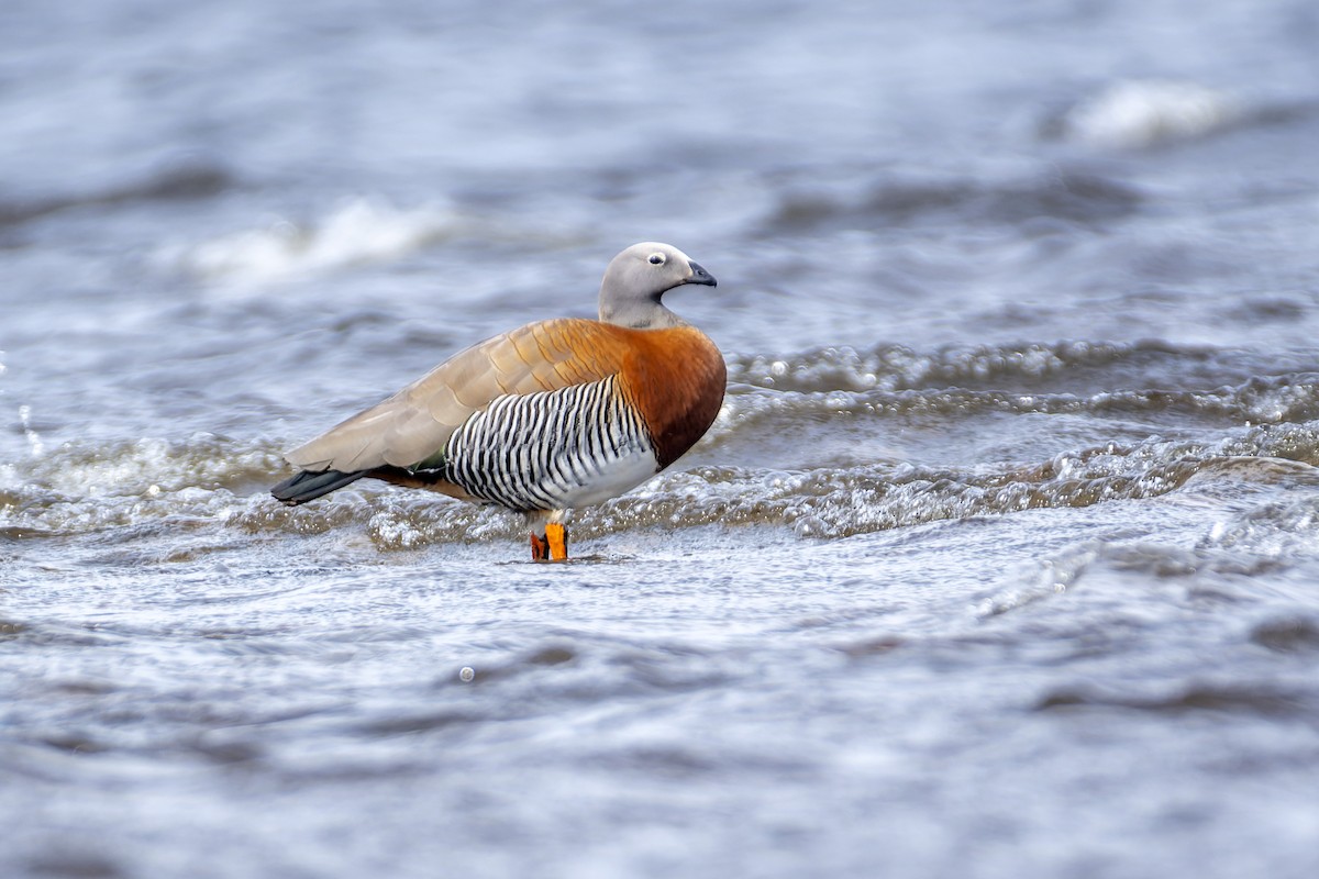 Ashy-headed Goose - ML613467911