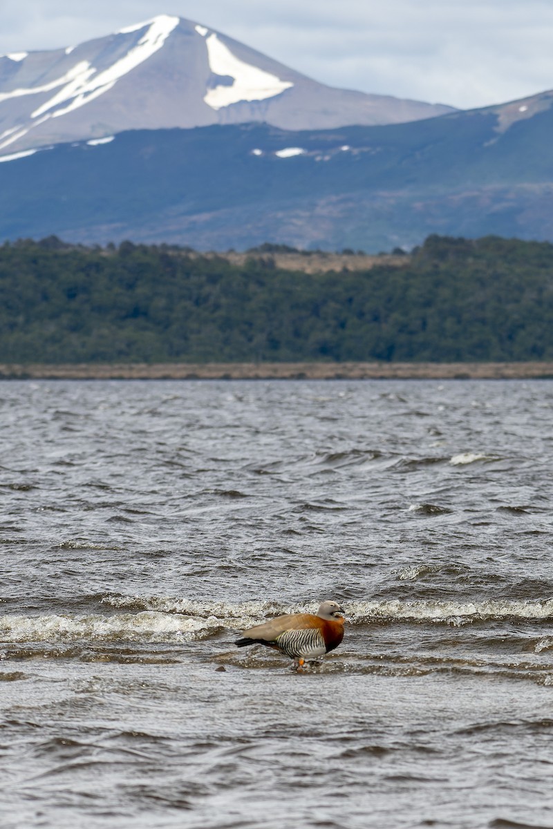 Cauquén Cabecigrís - ML613467912