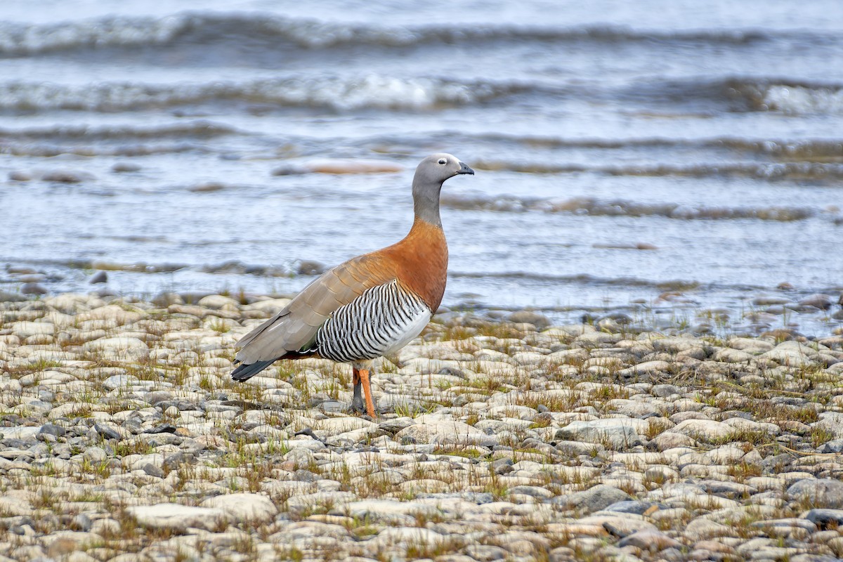 Ashy-headed Goose - Marco Silva