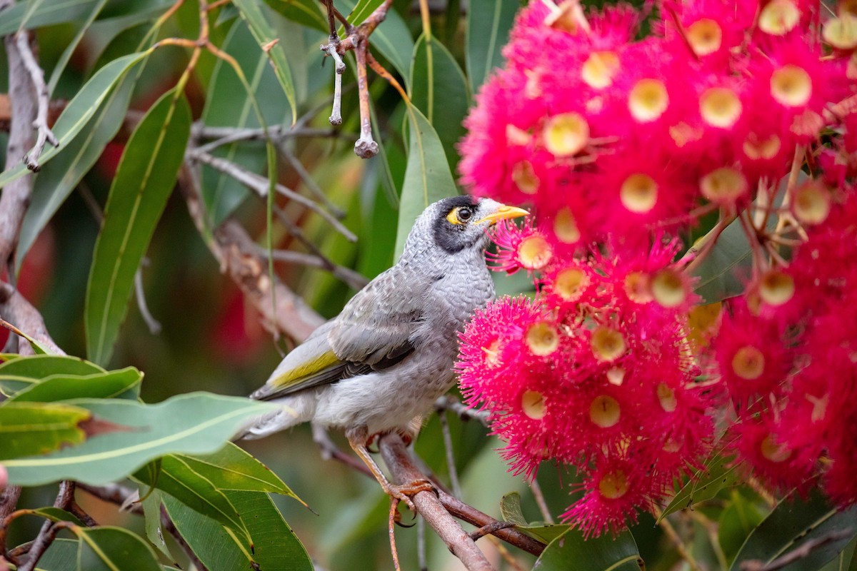 Noisy Miner - ML613467926