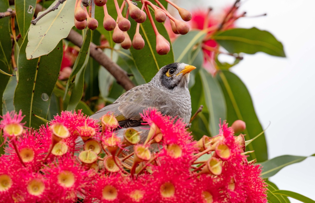 Noisy Miner - ML613467927