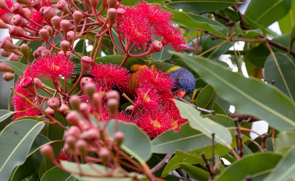 Rainbow Lorikeet - ML613467951