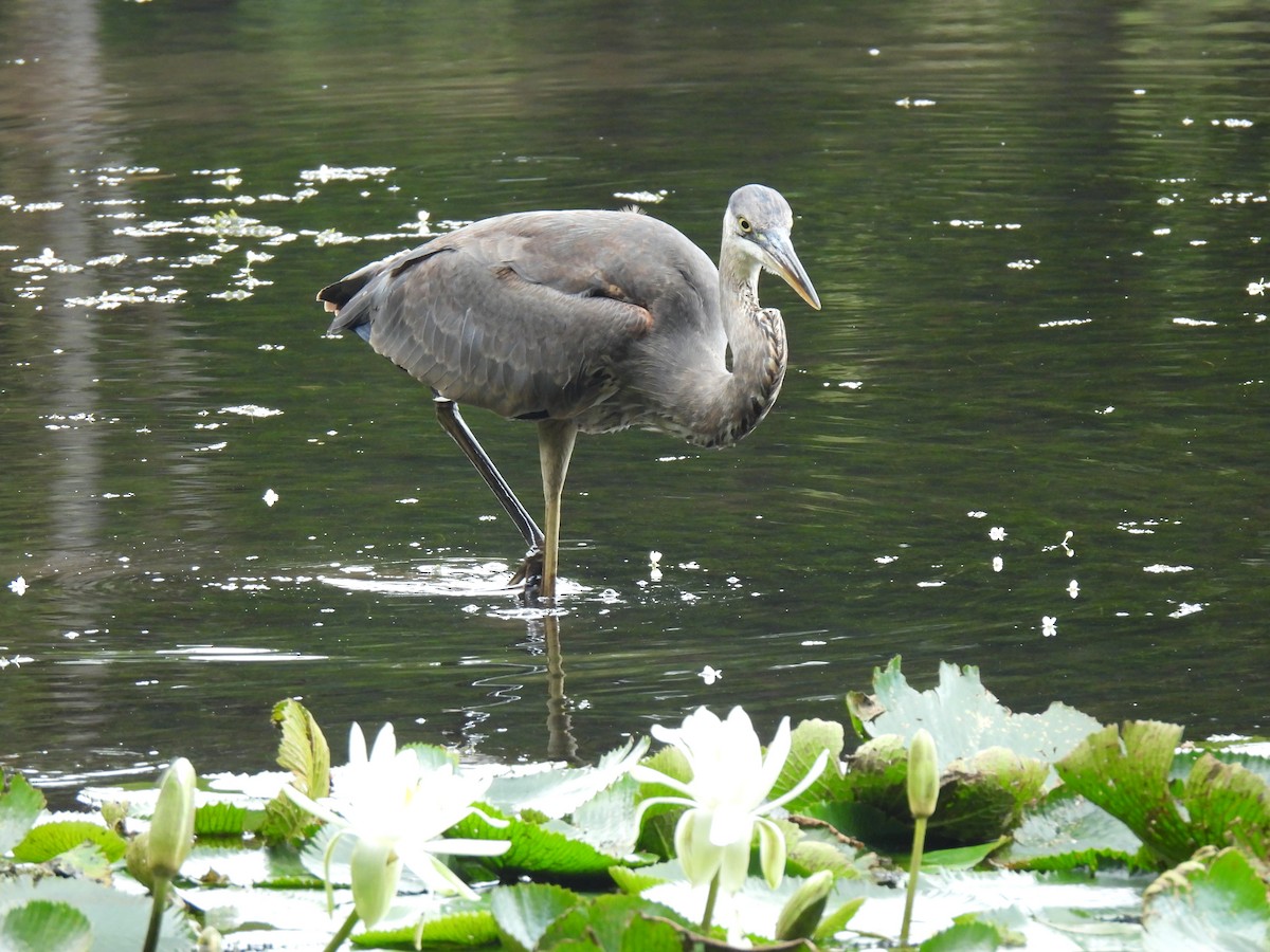 Great Blue Heron - Miguel Ángel  Pardo Baeza