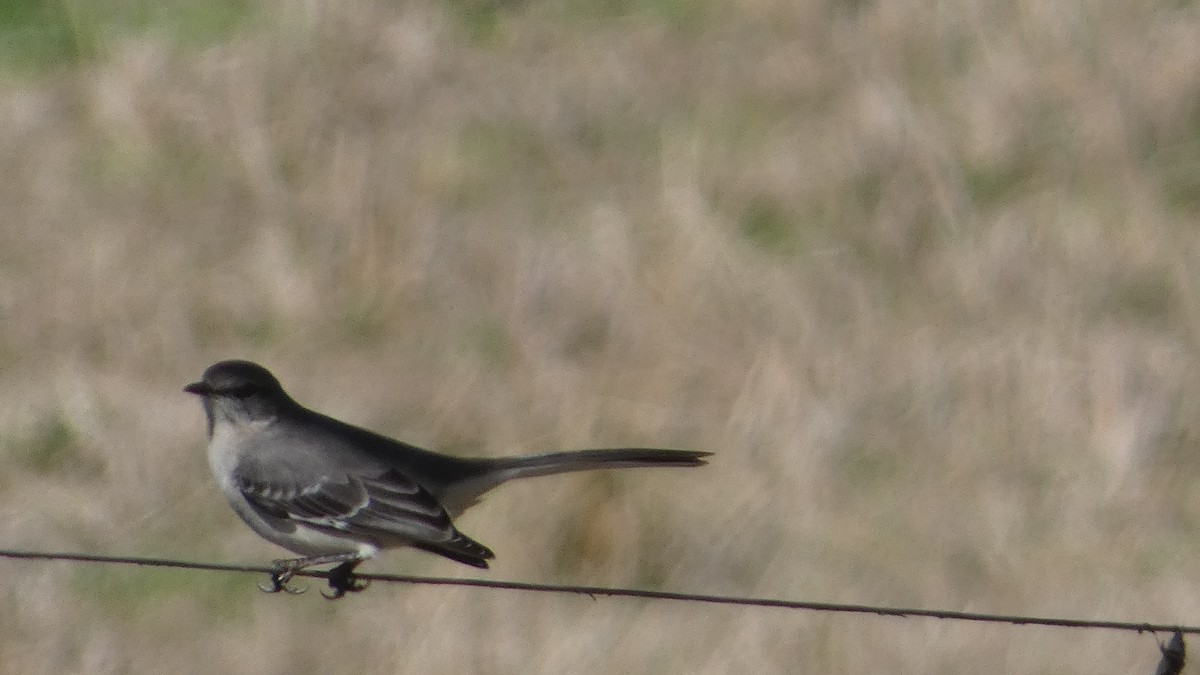 Northern Mockingbird - ML613468003