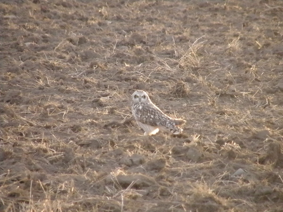 Short-eared Owl - ML613468012