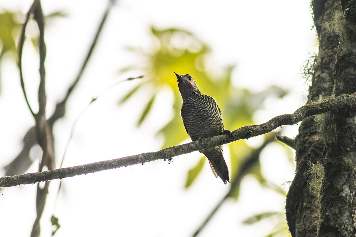 Golden-olive Woodpecker - ML613468039