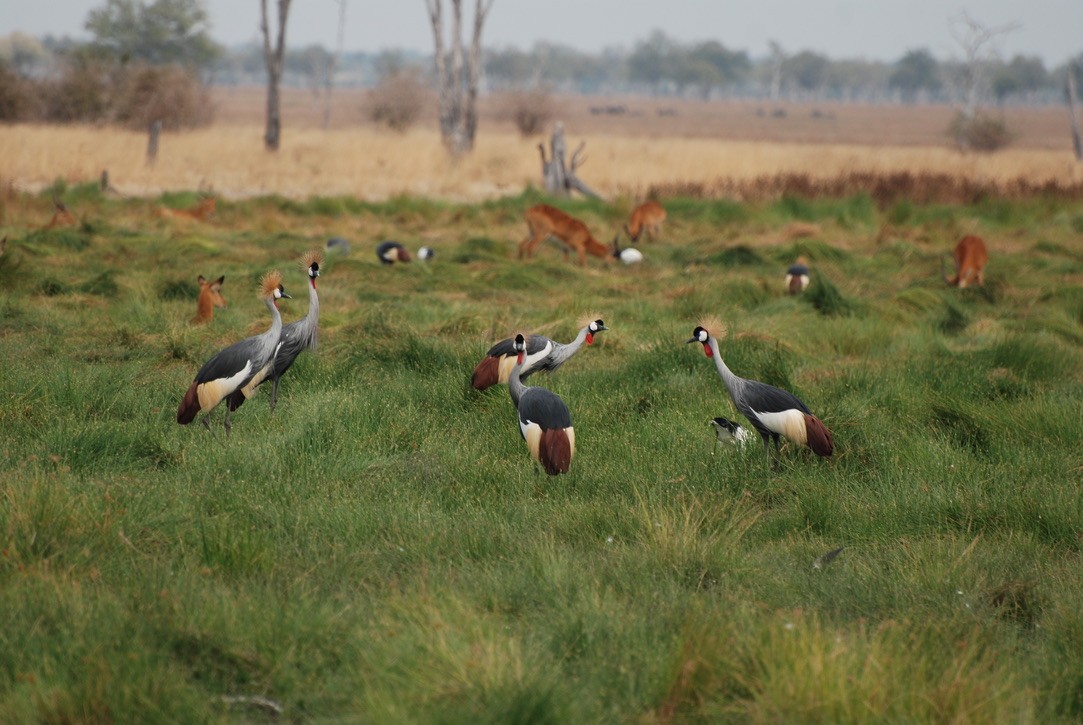 Gray Crowned-Crane - Anonymous