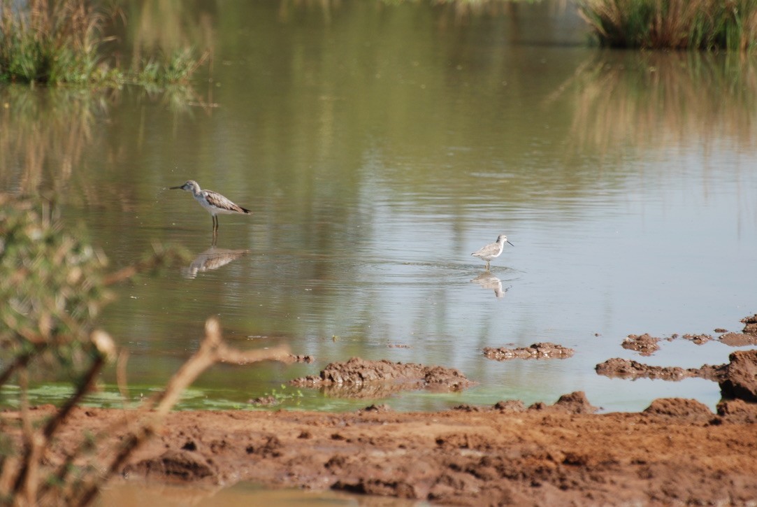 Marsh Sandpiper - Anonymous