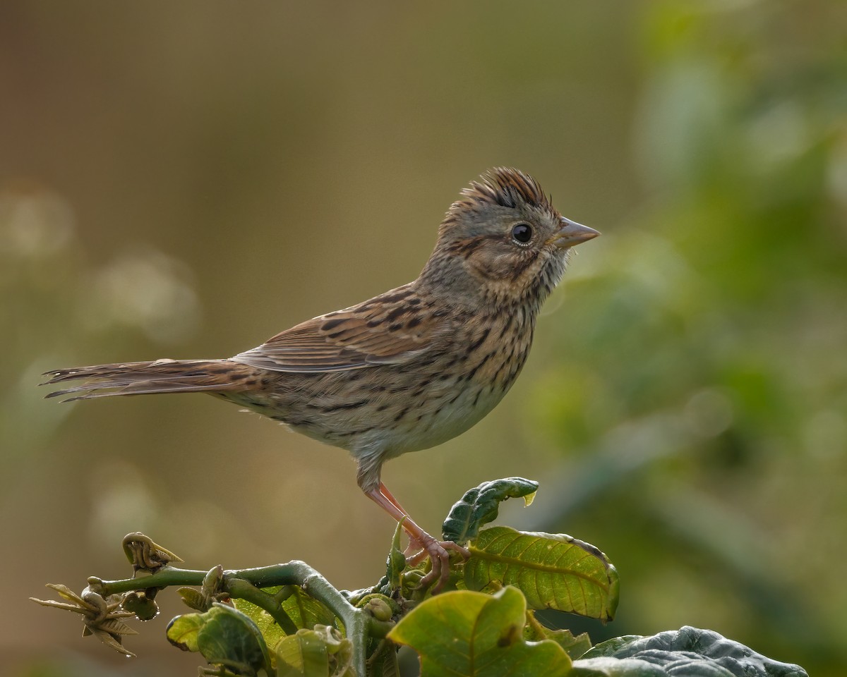 Lincoln's Sparrow - Karl Wirth
