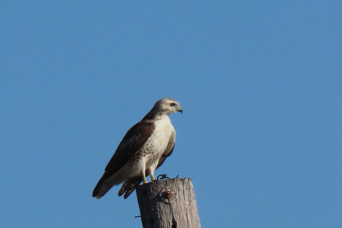 Red-tailed Hawk (Krider's) - ML613468151