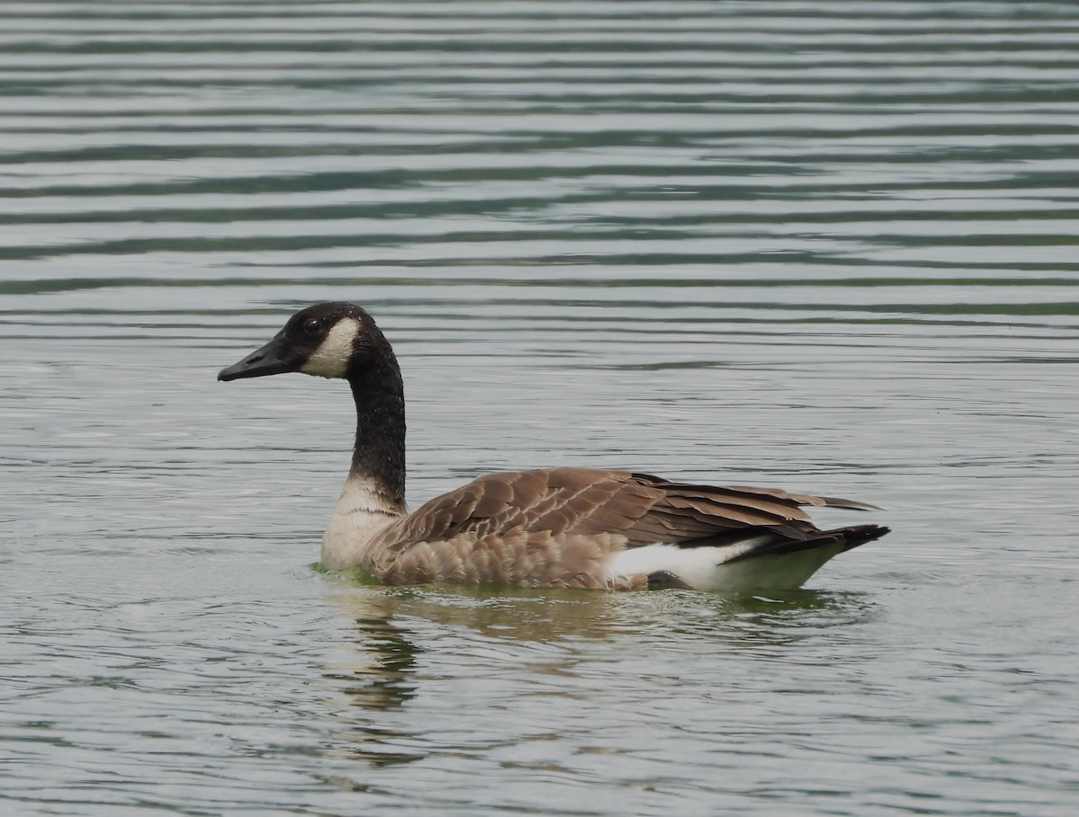 Canada Goose - ML613468159