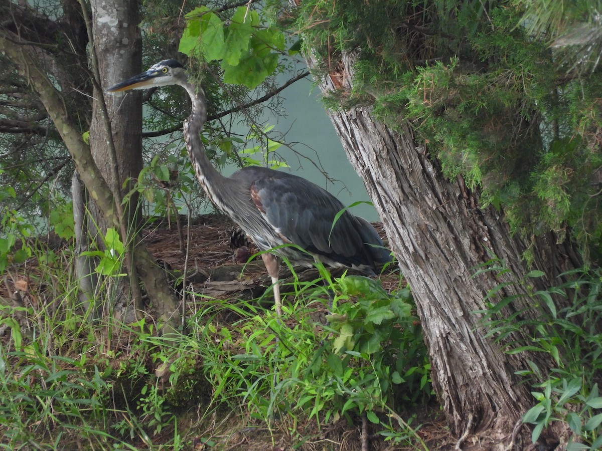 Great Blue Heron - ML613468178