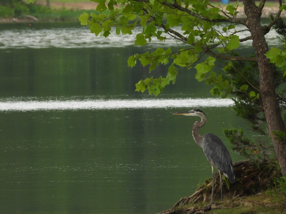 Great Blue Heron - ML613468181