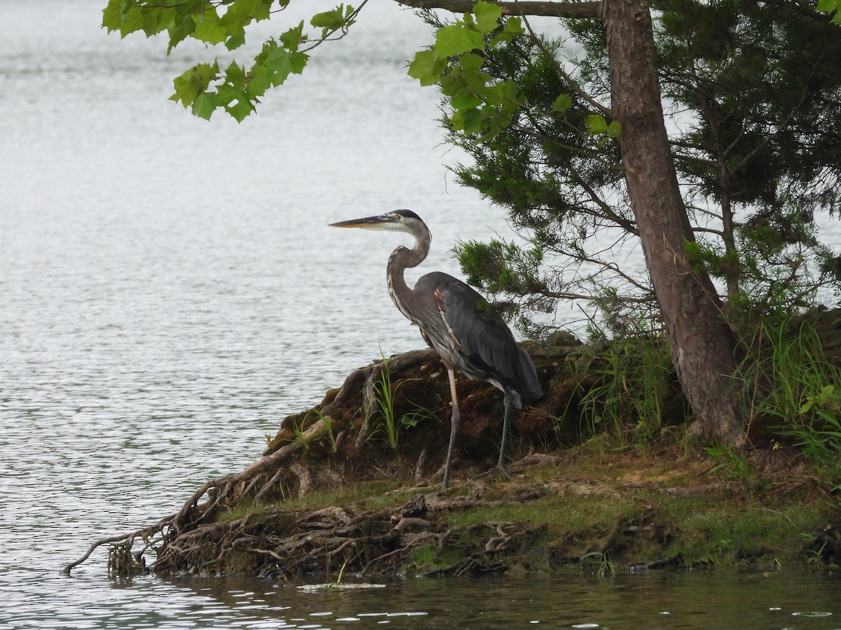 Great Blue Heron - ML613468194