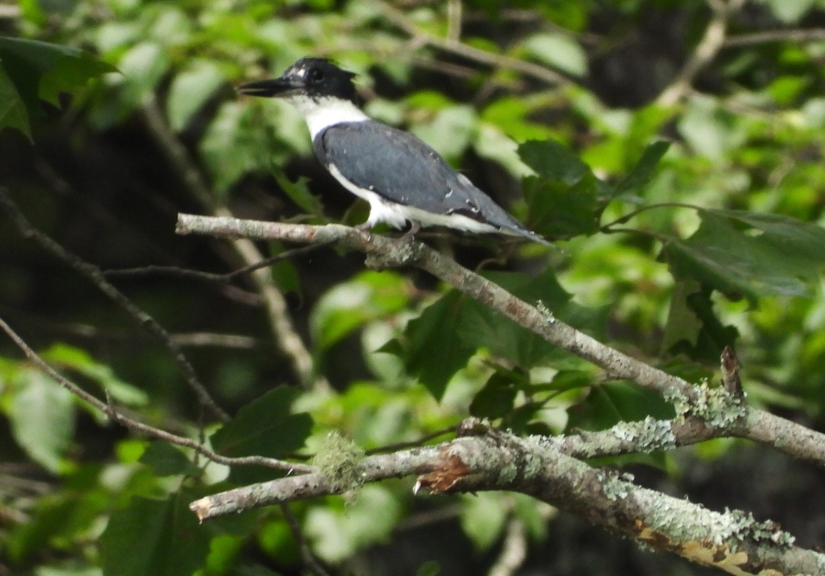 Belted Kingfisher - ML613468235