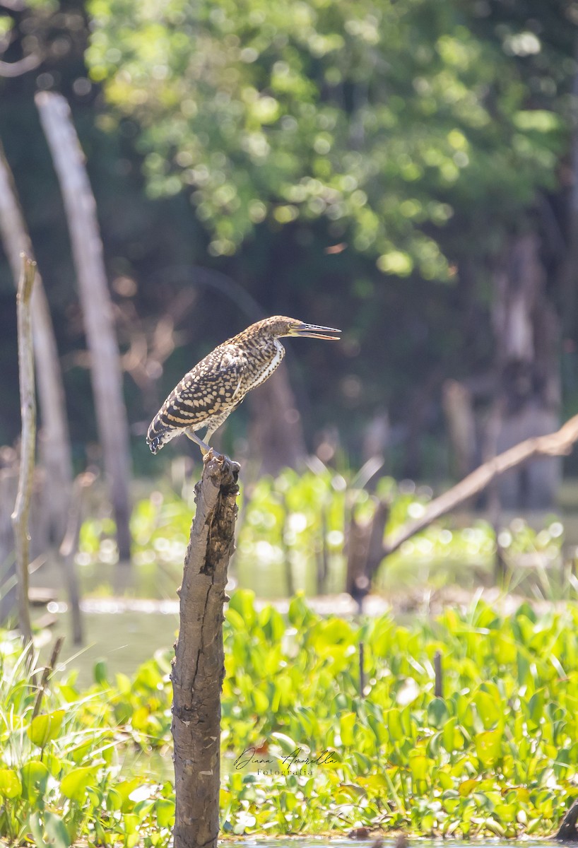 Rufescent Tiger-Heron - Diana Amarilla