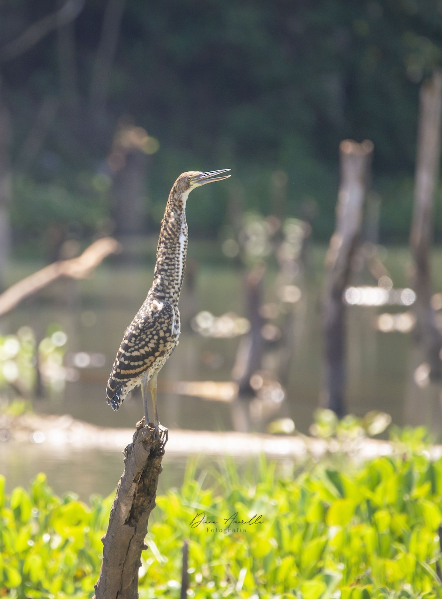 Rufescent Tiger-Heron - Diana Amarilla