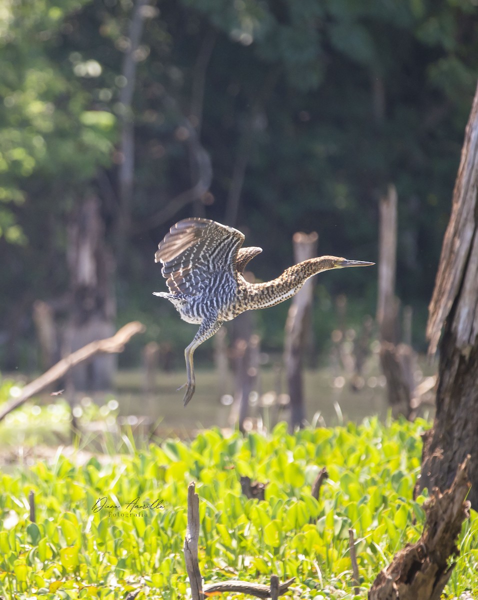 Rufescent Tiger-Heron - Diana Amarilla