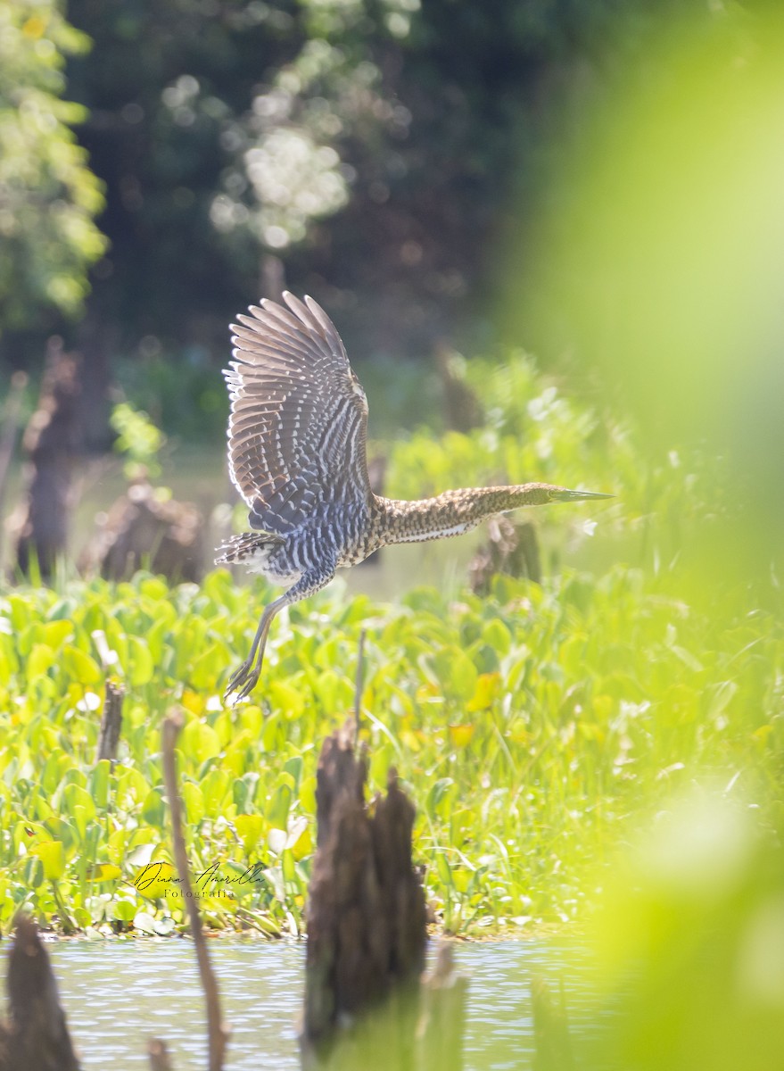 Rufescent Tiger-Heron - ML613468336