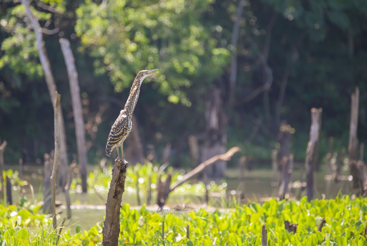 Rufescent Tiger-Heron - ML613468337