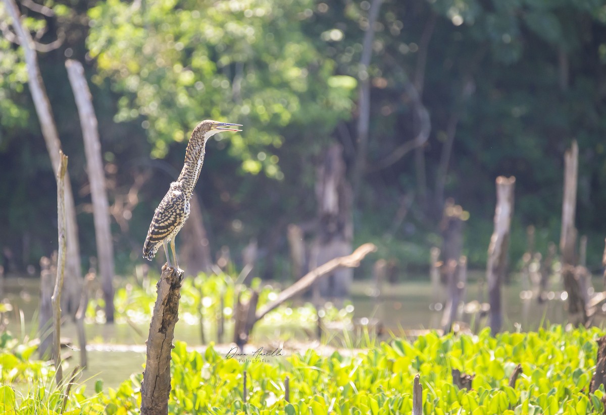 Rufescent Tiger-Heron - ML613468338