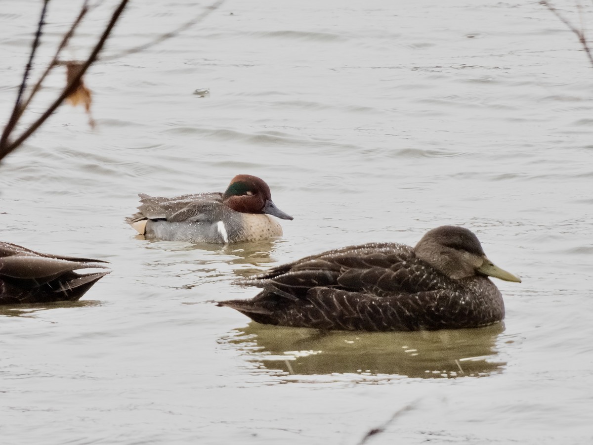 Green-winged Teal - ML613468447