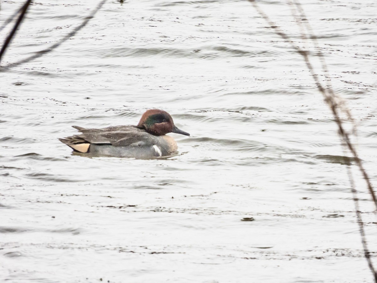 Green-winged Teal - ML613468448