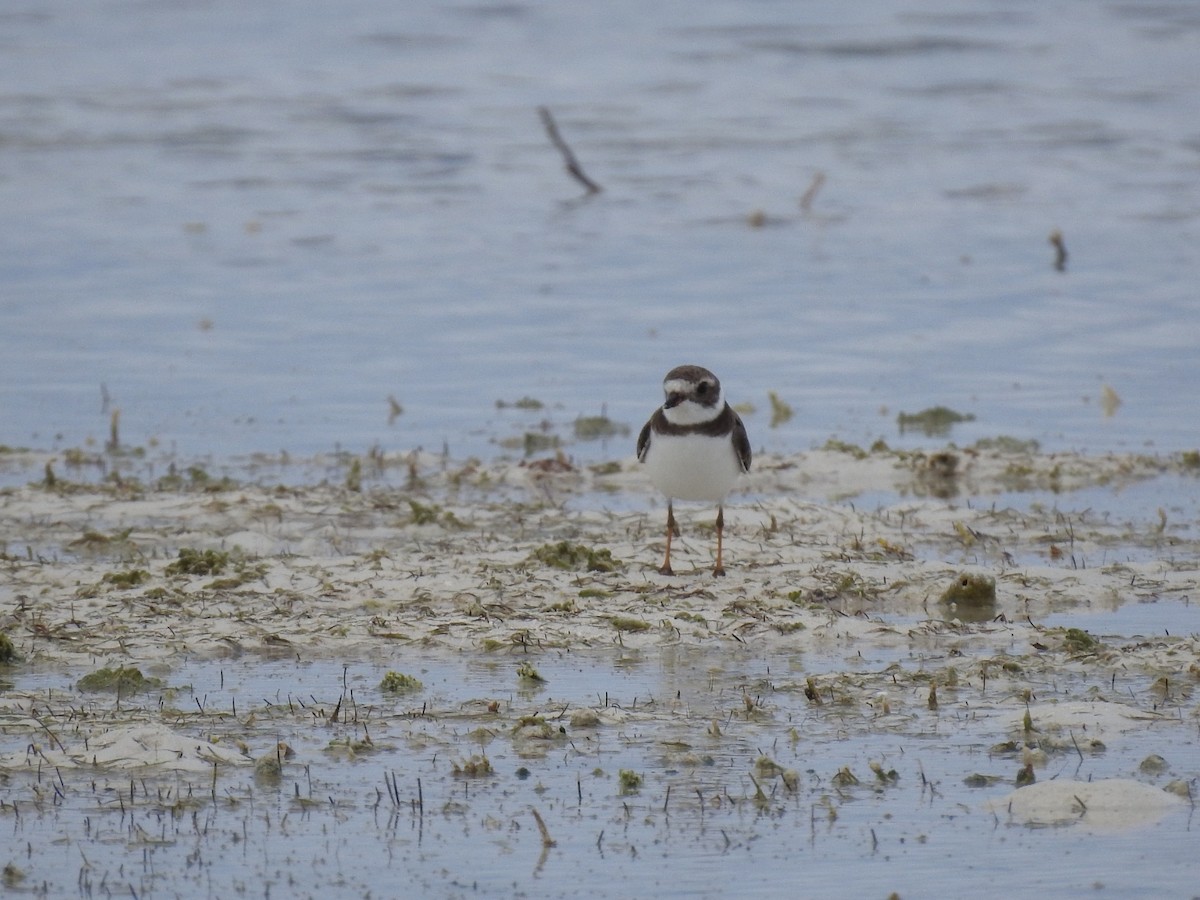 Semipalmated Plover - ML613468523