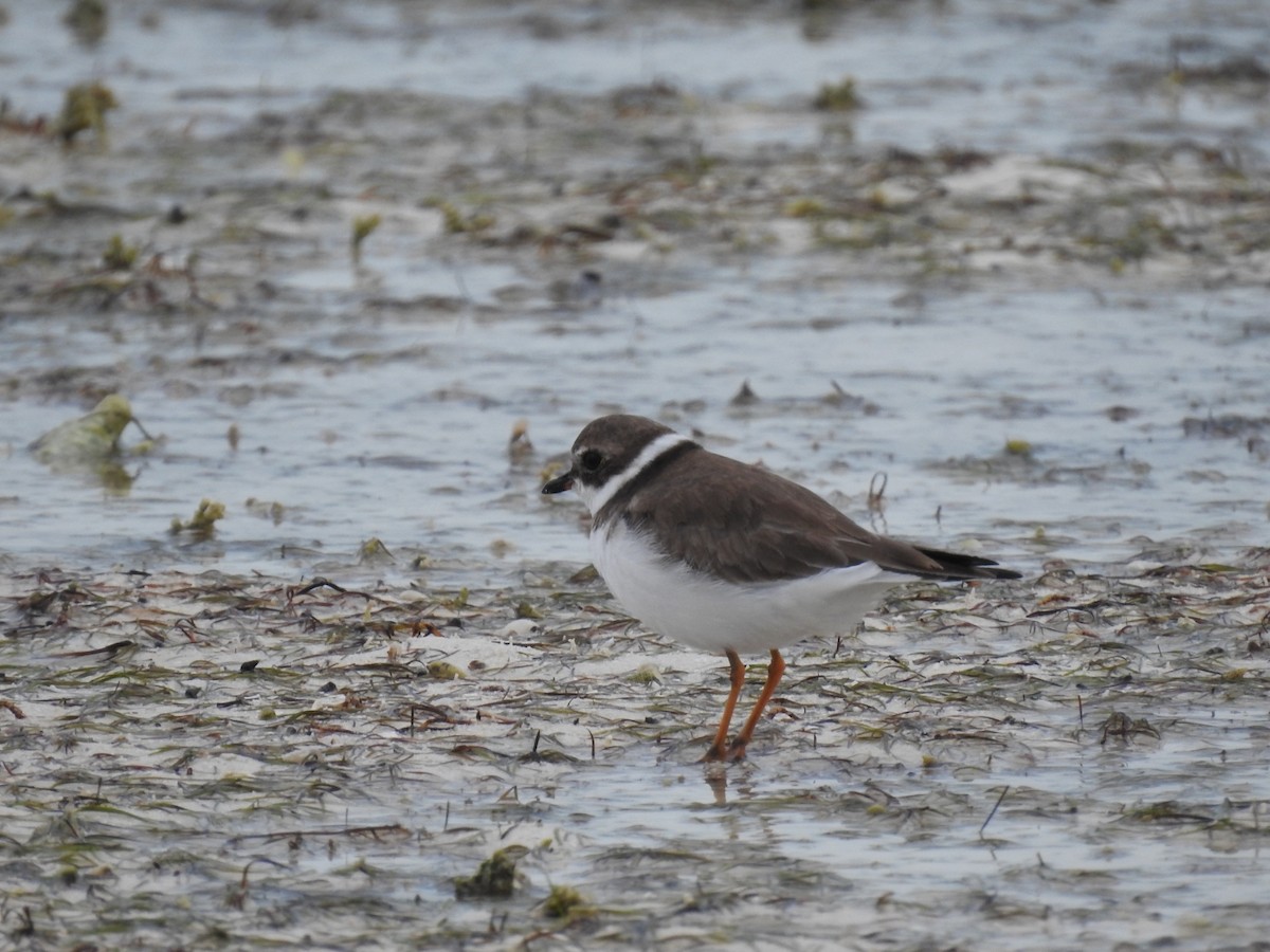 Semipalmated Plover - ML613468524