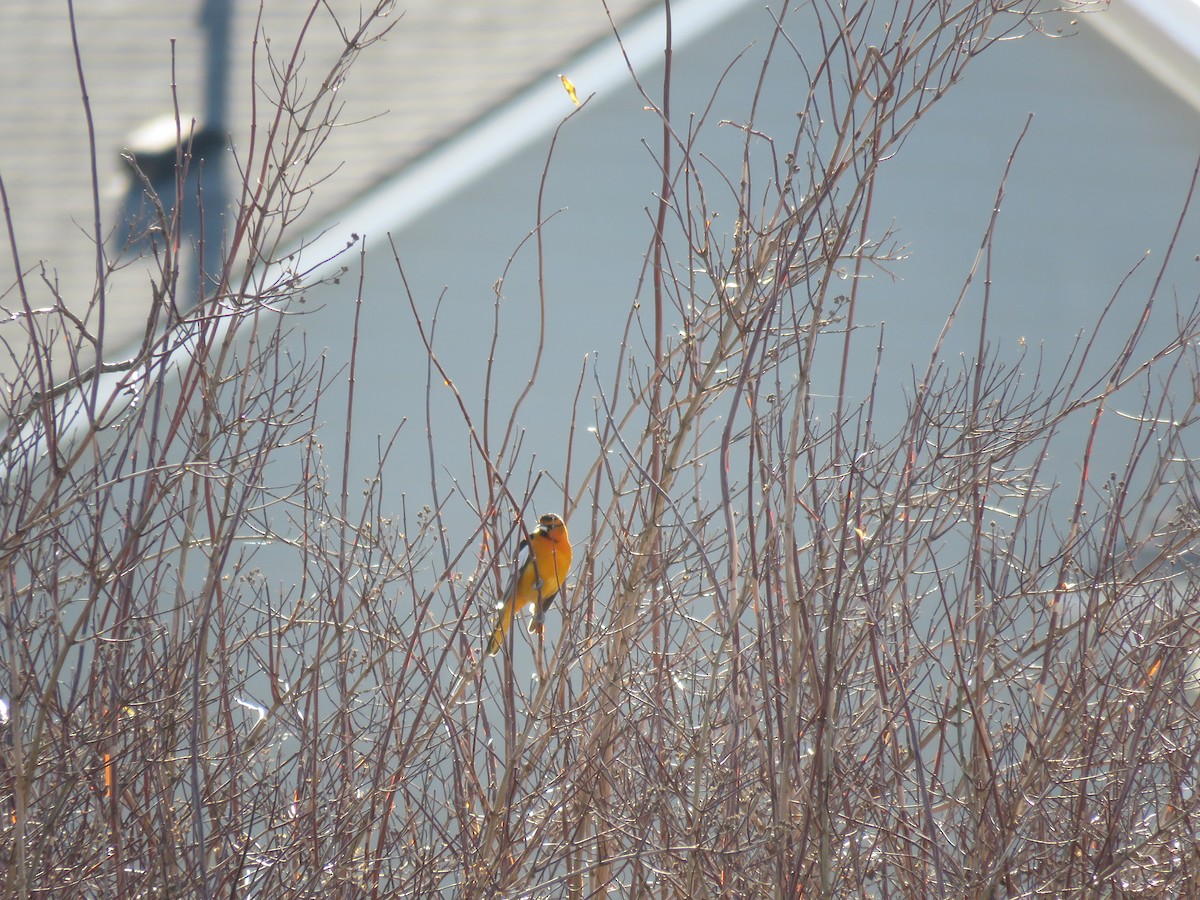 Bullock's Oriole - ML613468528